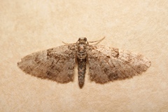 Eupithecia dodoneata