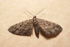 Eupithecia lariciata