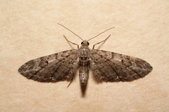 Eupithecia nanata