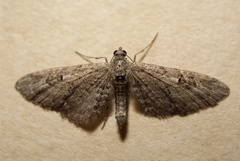 Eupithecia ochridata