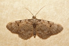 Eupithecia pantellata