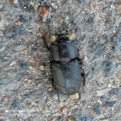 Dorcus parallelipipedus