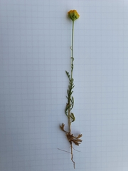 Lonas annua