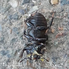 Dorcus parallelipipedus