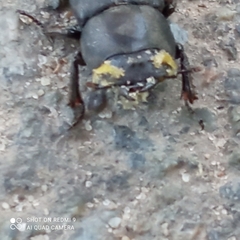 Dorcus parallelipipedus