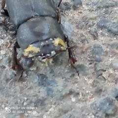 Dorcus parallelipipedus