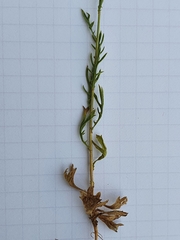 Lonas annua