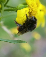 Bombus lapidarius