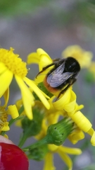 Bombus lapidarius