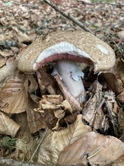Agaricus langei