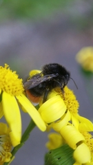 Bombus lapidarius