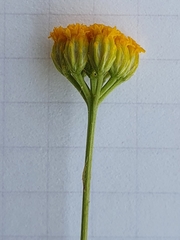 Lonas annua