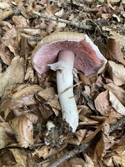 Agaricus langei