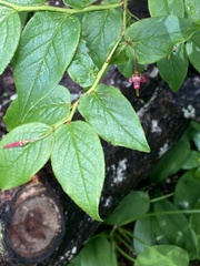 Vaccinium erythrocarpum