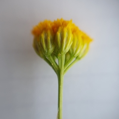 Lonas annua