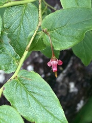 Vaccinium erythrocarpum