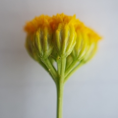 Lonas annua