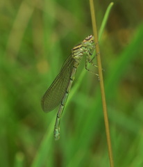 Coenagrion hastulatum