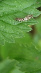 Heterogaster urticae