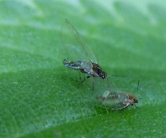 Trioza urticae