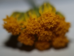 Lonas annua