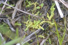 Selaginella eclipes