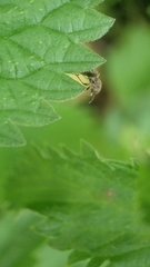 Heterogaster urticae