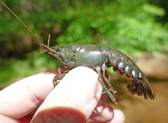 Procambarus gibbus