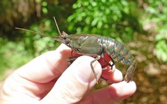 Procambarus gibbus
