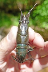 Procambarus gibbus