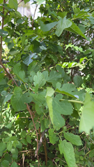 Morus alba