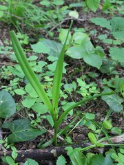 Colchicum umbrosum