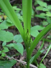 Colchicum umbrosum