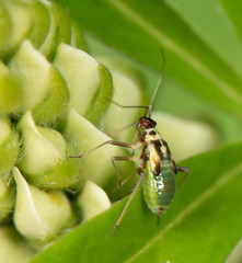 Grypocoris