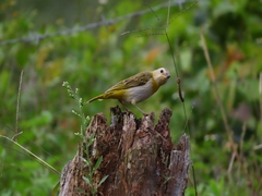 Sicalis flaveola