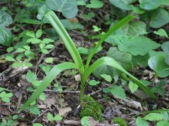 Colchicum umbrosum