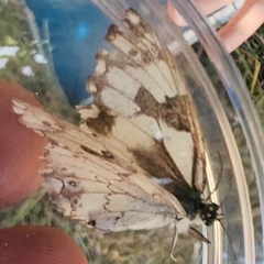Melanargia titea