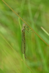 Coenagrion hastulatum