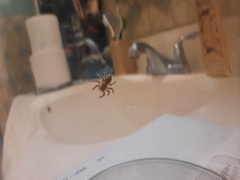 Plexippoides flavescens