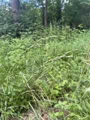 Sphenopholis obtusata