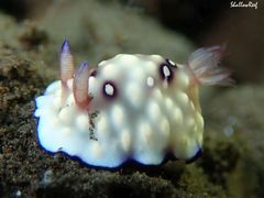 Goniobranchus hintuanensis