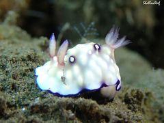 Goniobranchus hintuanensis