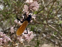 Pepsis pallidolimbata