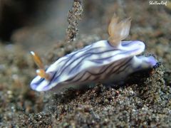 Hypselodoris zephyra