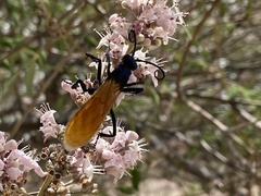 Pepsis pallidolimbata