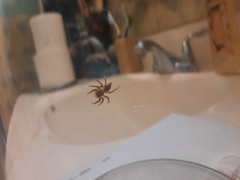 Plexippoides flavescens