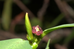 Euphorbia atrococca