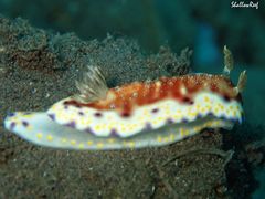 Goniobranchus collingwoodi