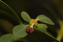 Euphorbia atrococca