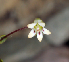 Nemacladus inyoensis